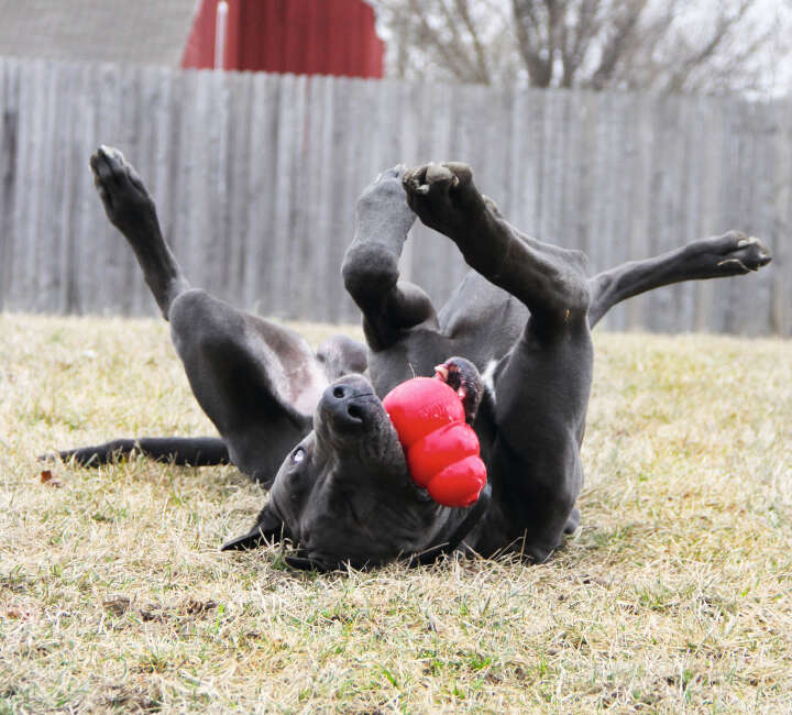 KONG Hundespielzeug Classic